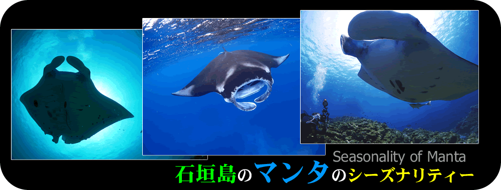 石垣島のマンタのシーズナリティー