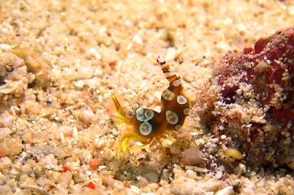 温泉 ウミウシからバラクーダまで