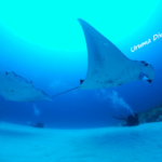 ヨナラマンタトレイン激アツでしたっ！！