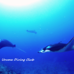 野原曽根3枚ヨナラ3枚　好調です！