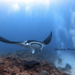 今日も今日とてヨナラへっ！！！