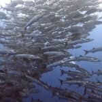 今日も曽根のギンバラが凄いっ✨